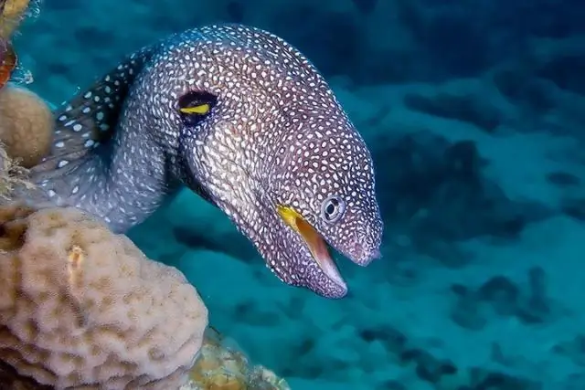 Заигрывая с потенциальными хищниками, креветки-чистильщики следуют надежному сценарию