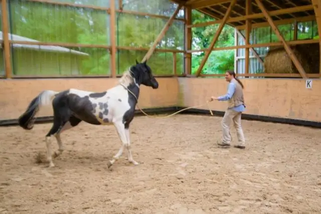 Как лошади понимают человеческие эмоции?