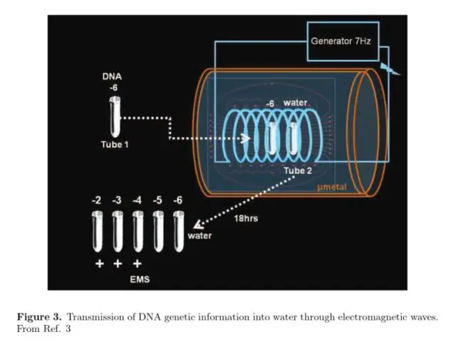 ДНК-фермент перетасовывает клеточные мембраны в тысячу раз быстрее, чем его естественный аналог
