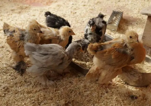 Шесть новых видов пауков-гоблинов, названных в честь известных гоблинов и домовых