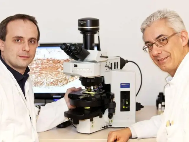 Глия и аксоны: соответствие в эволюции: Визуализация нервной системы морской миноги раскрывает происхождение миелинизирующей глии