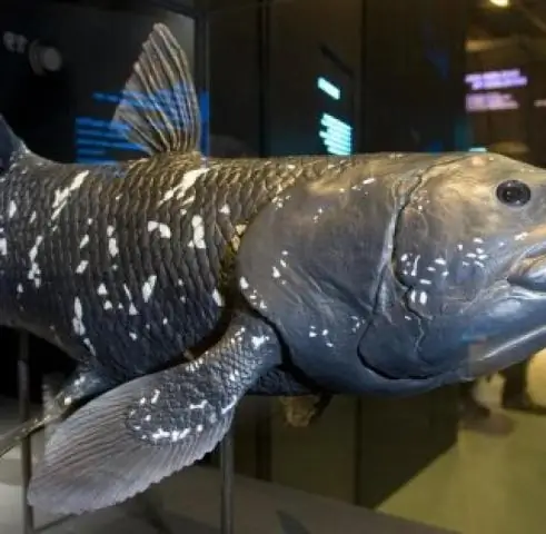 Исследователи расшифровали молекулу, которая придает живым тканям гибкость: исследование раскрывает атомную структуру тропоэластина, показывая, что происходит не так при некоторых заболеваниях