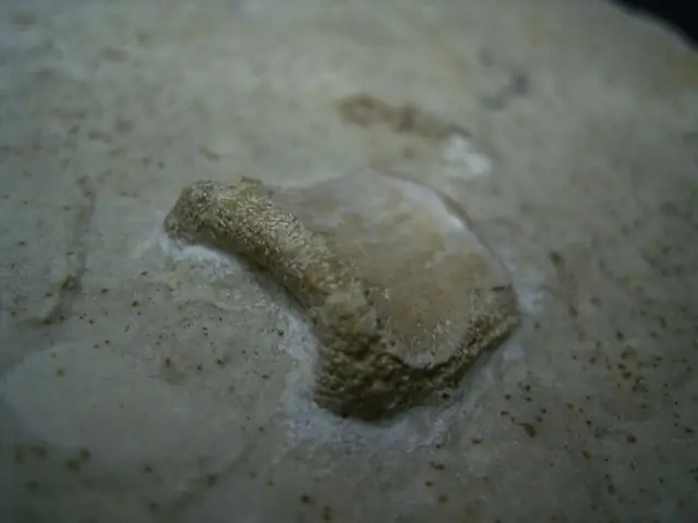 Палеонтологи идентифицировали двух новых миоценовых млекопитающих в Боливии: Litopterns: вымершие копытные млекопитающие, похожие на маленьких лосей