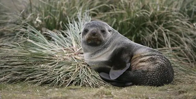 Биологи доказывают, что самки тюленей обладают постоянным характером. Смелые или застенчивые, характеры тюленей со временем остаются неизменными, говорится в исследовании
