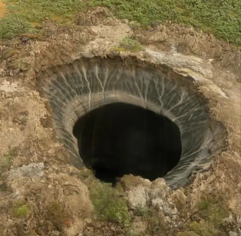 Недавно обнаруженная оса-ксеноморф имеет жизненный цикл, подобный инопланетянам