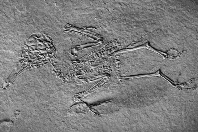 Что вызвало массовое вымирание первых животных Земли? Разгадка тайны эдиакарско-кембрийского перехода