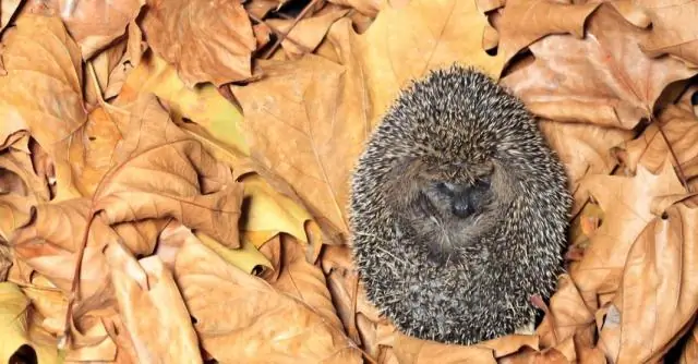 Владельцы территорий и поплавки: две пространственные тактики самцов гепардов