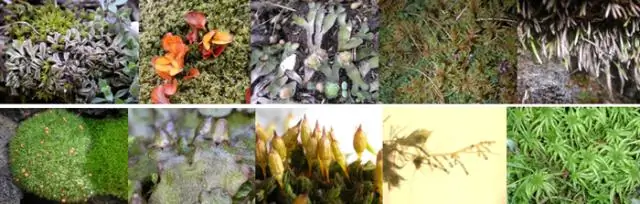 Эволюция яичек: молекулярные рудименты разрешают противоречивую эволюцию положения яичек у млекопитающих