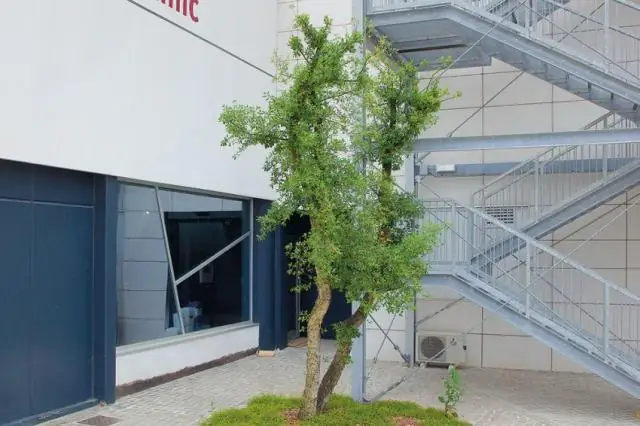 Как вирус гриппа делает лучшую мышеловку