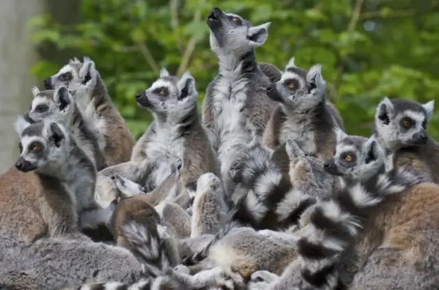 Лемуры чуют слабость друг друга: травмы меняют их аромат