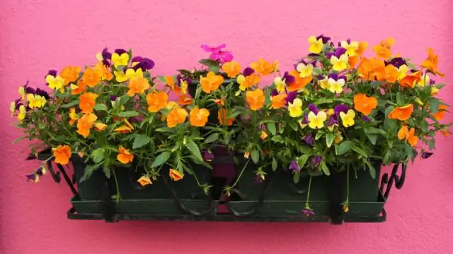 Изменение климата делает сияющие ночью облака более заметными