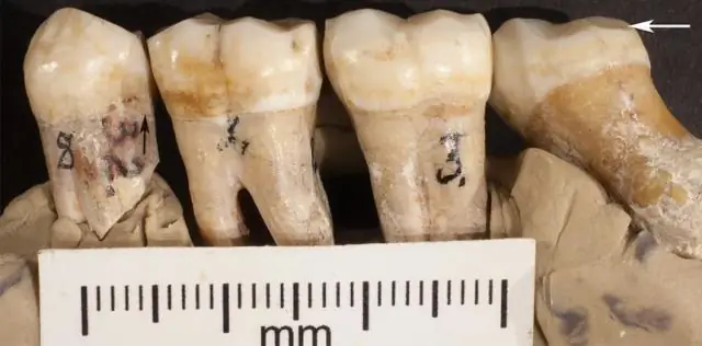 Неандертальцы охотились с близкого расстояния 120 000 лет назад