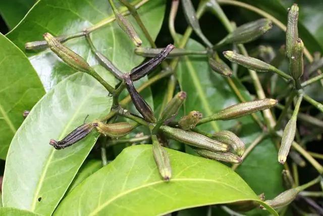 Самовосстанавливающиеся семенные коробочки: у растений австралийского рода Banksia специальные воски запечатывают трещины в стенках плодов