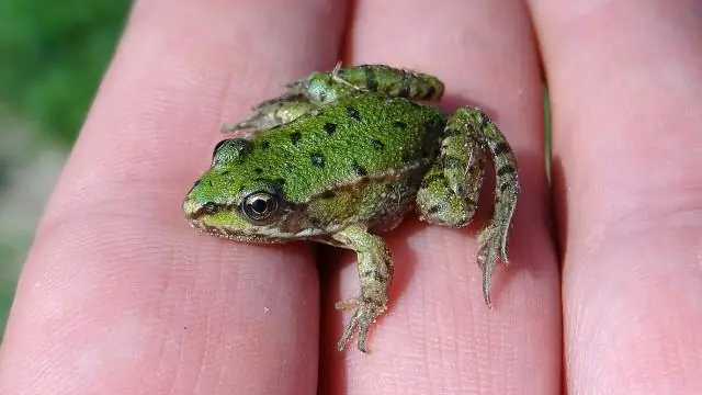 Новые вопросы исследования, когда бурый медведь вымер в Великобритании