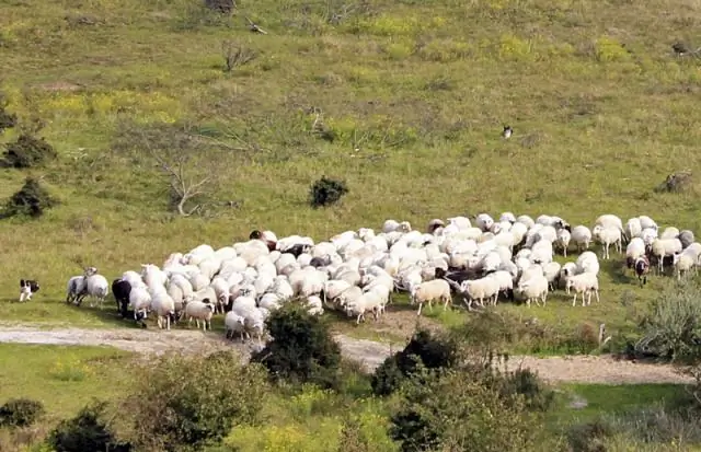 Расширение сельскохозяйственных угодий снижает поглощение углекислого газа