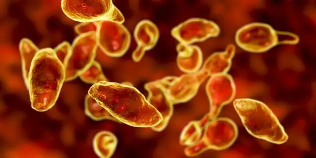 Плавание бактерий для расшифровки устойчивости к антибиотикам: Ученые исследуют, как плавятся бактерии, чтобы изучить их реакцию на лекарства