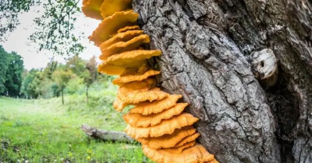 Ученые открыли древнейшие цвета в мире