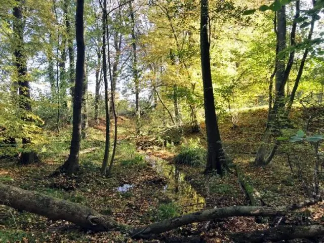 Пыль, переносимая дождевой водой по Техасу: исследование проливает свет на состав