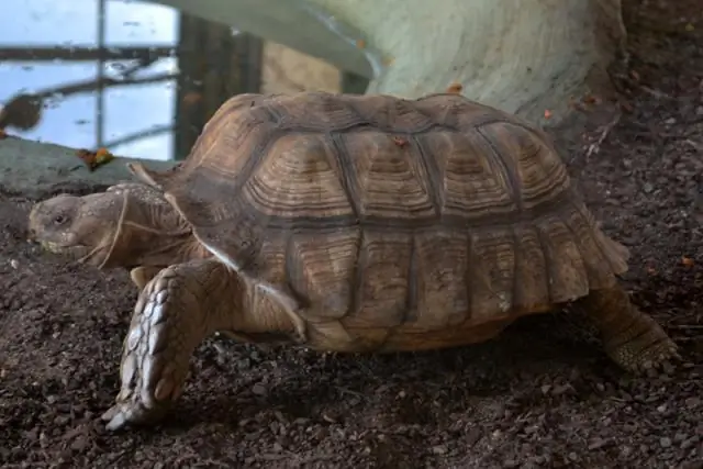 Луга являются более надежным поглотителем углерода, чем деревья: в Калифорнии, подверженной лесным пожарам, пастбища являются менее уязвимым источником углерода, чем леса