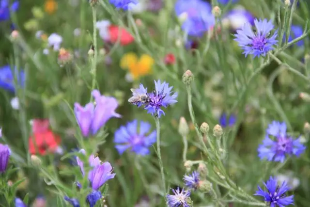 Пестициды влияют на обучение и память пчел