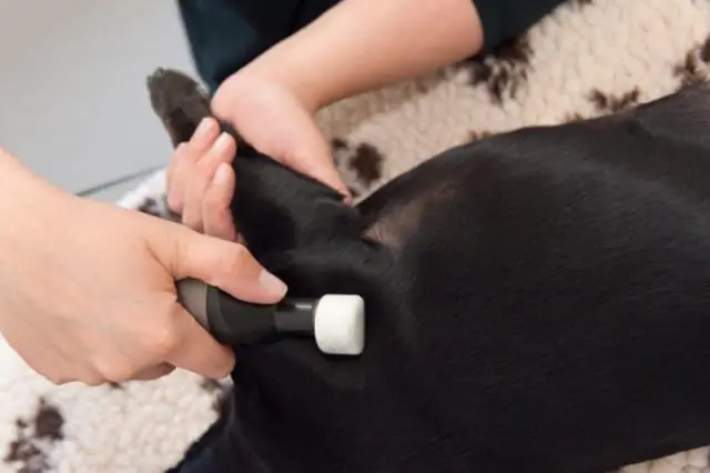 Новый подход к лечению инфекционных заболеваний как альтернатива антибиотикам: ученые выясняют, как бактерии E.coli прикрепляются к кишечнику человека