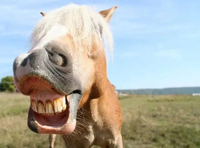 Фырканье указывает на положительные эмоции у лошадей