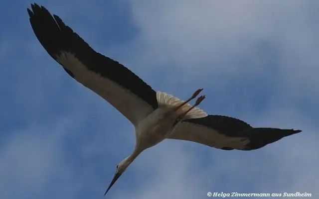 Как тепло океана вызывает далекое таяние ледников