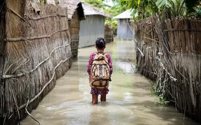 Растения риса эволюционируют, приспосабливаясь к затоплению