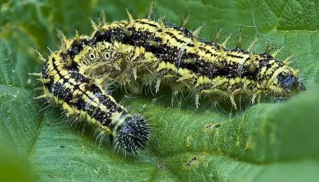 Пушистые желтые летучие мыши раскрывают эволюционные связи в Кении