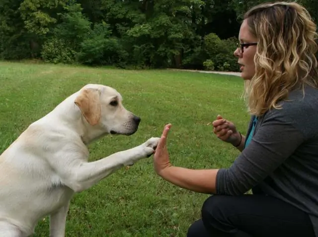 Социальная изоляция: животные, отделяющиеся от стаи, могут влиять на эволюцию