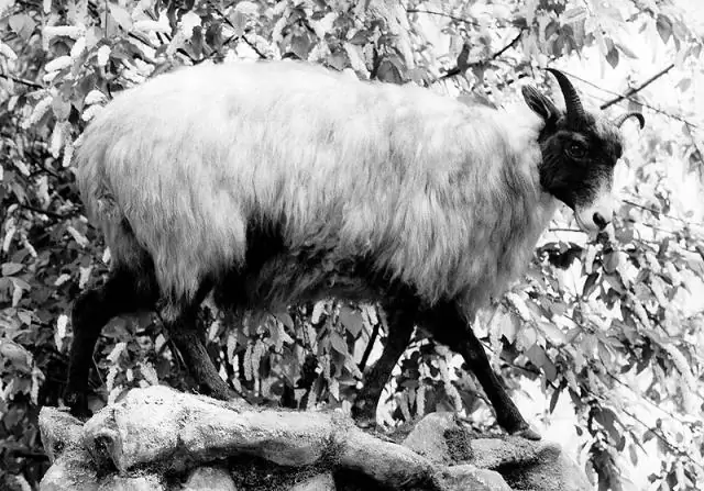 Усилия по сохранению популяции лори показывают успех: долгосрочный проект по защите находящихся под угрозой исчезновения птиц путем создания новой колонии помогает спасти виды