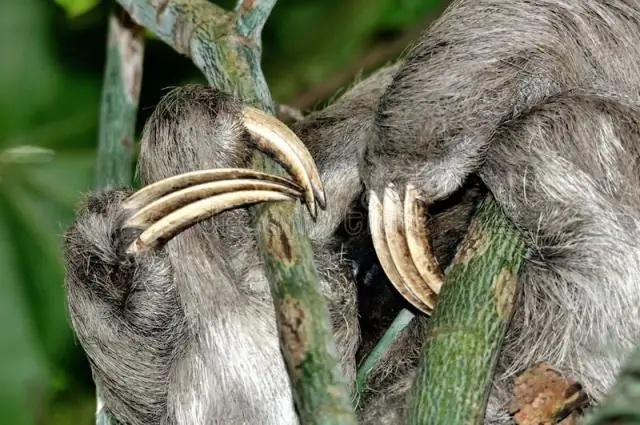 Для одного тропического дерева эффективное распространение семян зависит, прежде всего, от слонов: зависимость от уязвимой мегафауны может снизить репродуктивный успех