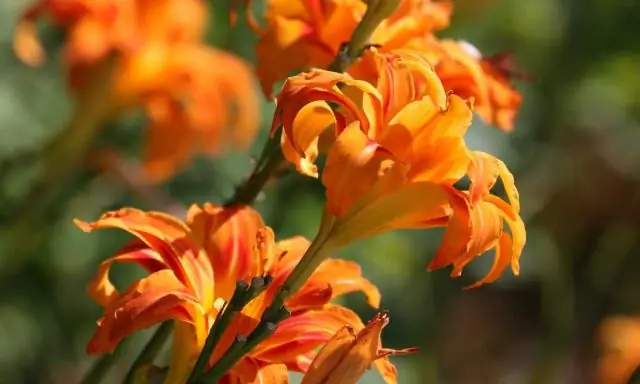 Разновидности живых растений раскрывают древние пути миграции через Евразию