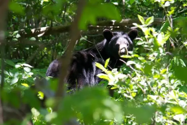 Новые данные о межклеточной коммуникации