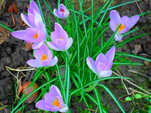 Исследователи обнаруживают «оптимизм» бактерий кишечной палочки: как кишечная палочка справляется с ограничениями питательных веществ