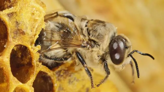 У ночных рыб большие глаза, но меньшая мощность мозга