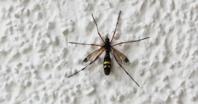 Длинноногие ящерицы и выживание во время урагана