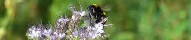 Сельскохозяйственная и городская среда обитания вызывают долгосрочные изменения популяции птиц