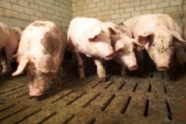 Образцы урагана Харви, обремененные генами, устойчивыми к антибиотикам: исследователи определяют количество загрязняющих веществ в воде и отложениях, собранных после урагана