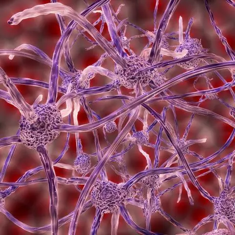 Инженеры отслеживают нервную активность и движения мышц у нестареющих водных существ: простые схемы мягкой гидры готовы для их крупного плана