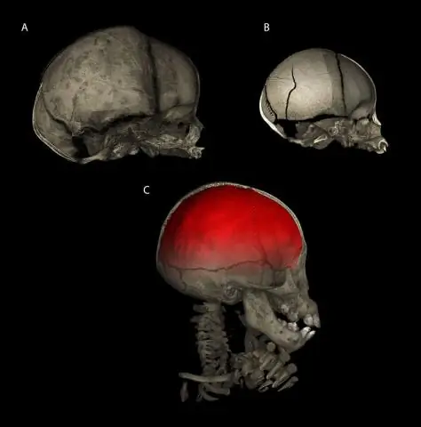 Исследование муравьев проливает свет на эволюцию рабочих и маток