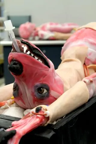 Животные могут использовать мышцы в качестве внутреннего источника воды