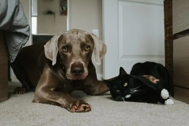 Большие синицы так же хорошо контролируют свои импульсы, как и шимпанзе