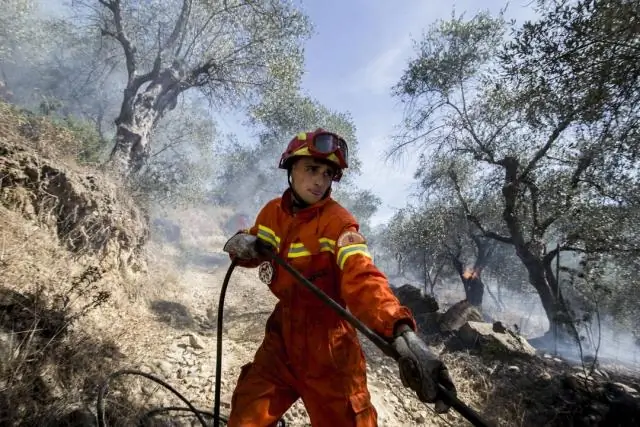 Горные сосновые леса достигли северо-восточного побережья Пиренейского полуострова 50 000 лет назад