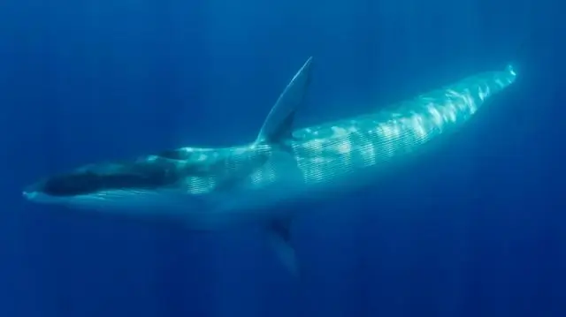 Киты используют песню как сонар, предполагает психолог: Поющие киты используют эхолокацию для репродуктивных целей