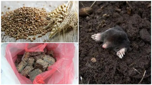 Тля манипулирует пищей: ученые изучают создание ниши