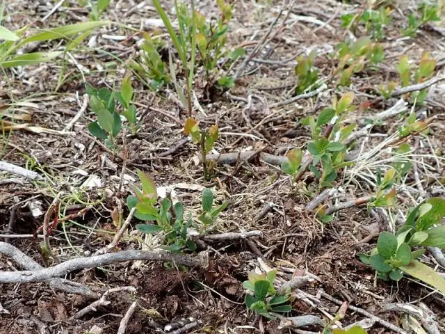 Доступность фосфора и извести в почве: больше, чем просто pH? Предварительное управление почвой влияет на реакцию на известкование