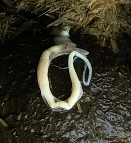 Выявление молекулы для борьбы с морской миногой