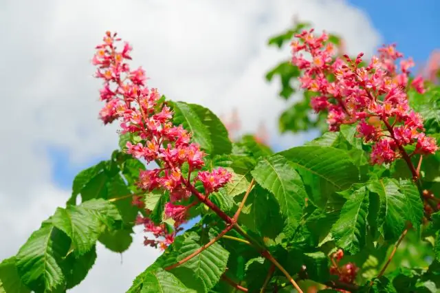 Природа держит ключ к заботе о зеленых очистных сооружениях