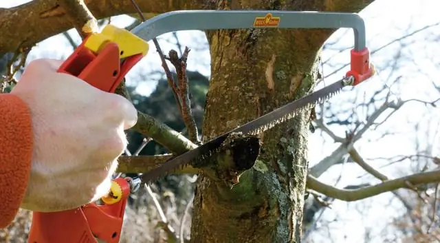 Растения могут определять время по сахару